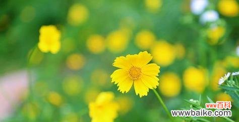 用生命的绿意传递希望 积极向上的植物——自然的助推者