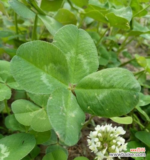 四叶草代表什么 四叶草的象征意义与传说