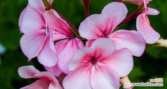 用花语诠释守护的美好 《守护之花语》