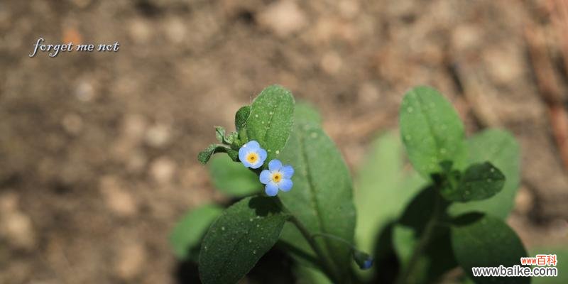 探寻枸杞花的神秘密码 枸杞的花语与寓意
