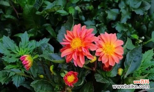 绽放包头之美 包头市花小丽花的象征寓意及其文化意义