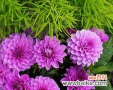 绽放包头之美 包头市花小丽花的象征寓意及其文化意义