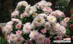 北京夏菊 传承文化之美，探寻夏菊花语的魅力