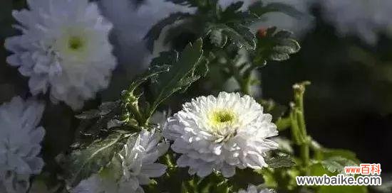 揭开白菊花的意义之谜 白菊花的寓意与花语