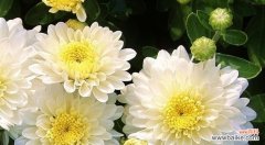 揭开白菊花的意义之谜 白菊花的寓意与花语