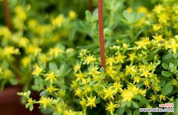 传递纯洁正直的力量——探索清廉植物的象征意义 以象征清正廉洁的植物为主题的文章