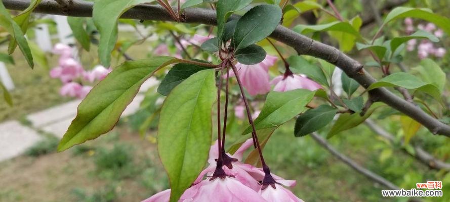 传递纯洁正直的力量——探索清廉植物的象征意义 以象征清正廉洁的植物为主题的文章