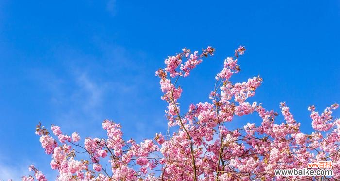 绚烂绽放的樱花 樱花之美