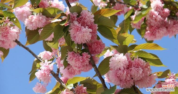 绚烂绽放的樱花 樱花之美