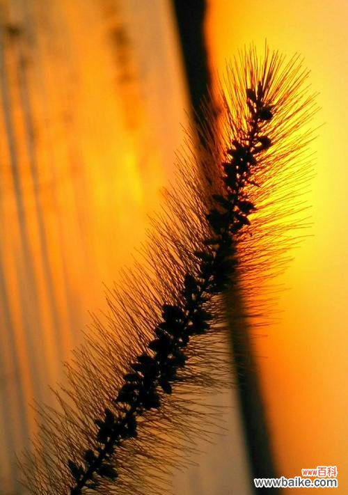 悠久的文化传承和丰富的情感表达 狗尾巴花的花语