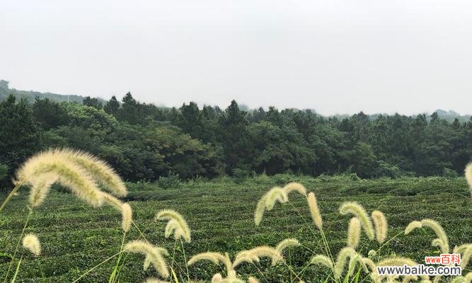 悠久的文化传承和丰富的情感表达 狗尾巴花的花语