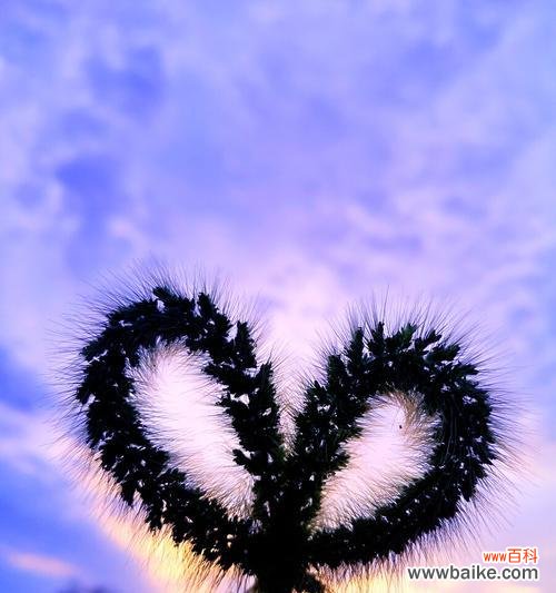 悠久的文化传承和丰富的情感表达 狗尾巴花的花语