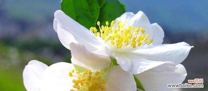 什么花代表等你娶我？花语中寓意求婚的花卉有哪些？