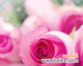 揭秘粉色玫瑰花的五大象征意义 粉色玫瑰花的深刻寓意
