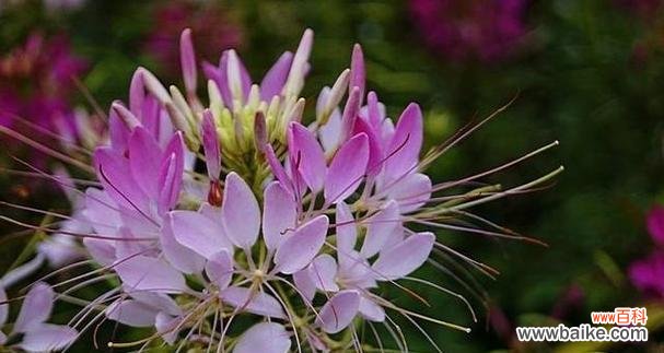 以红玫瑰为媒介 记忆之花