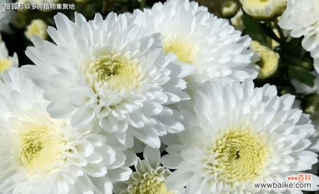 用花言语表达内心的伤痛与缅怀 哀悼的花语