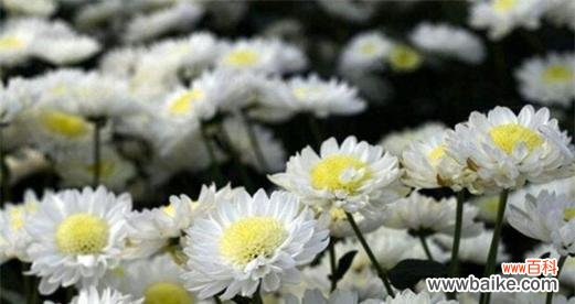 用花言语表达内心的伤痛与缅怀 哀悼的花语