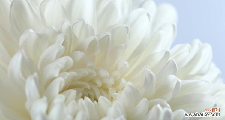 用花言语表达内心的伤痛与缅怀 哀悼的花语