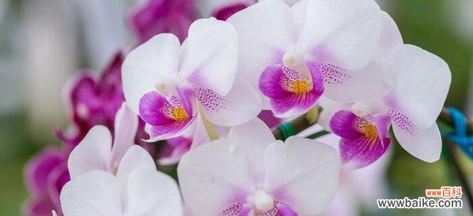 美丽而高尚的花草树木 植物中的品德典范