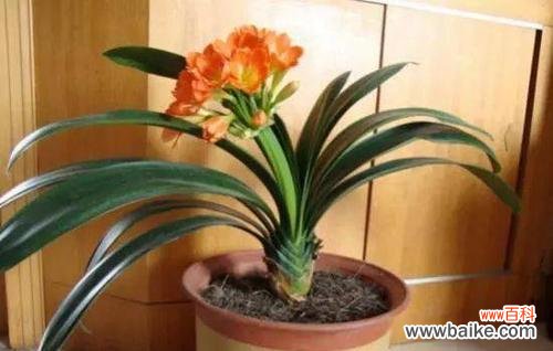 美丽而高尚的花草树木 植物中的品德典范