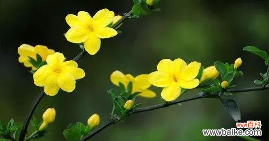 什么花代表等待？花语中“等我”含义的花卉有哪些？