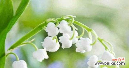 解读铃兰花的15种寓意 铃兰花语大全及寓意