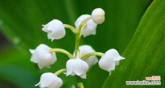 解读铃兰花的15种寓意 铃兰花语大全及寓意