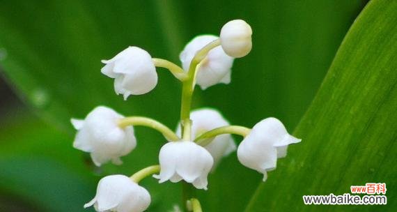 解读铃兰花的15种寓意 铃兰花语大全及寓意