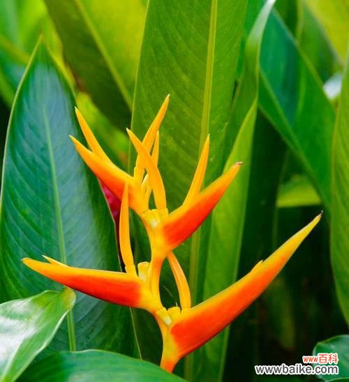 探索天堂鸟花的象征意义和独特之美 天堂鸟花的寓意及其美丽与奇特之处