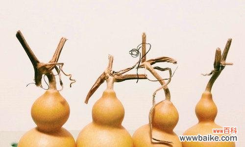 探寻葫芦的象征寓意与风水奥秘 葫芦的寓意与风水作用