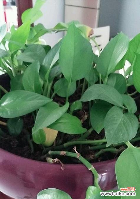 关注绿萝的注意事项和栽培技巧 绿萝栽培须知——打造绿意盎然的室内花园