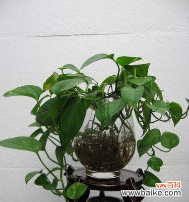 关注绿萝的注意事项和栽培技巧 绿萝栽培须知——打造绿意盎然的室内花园