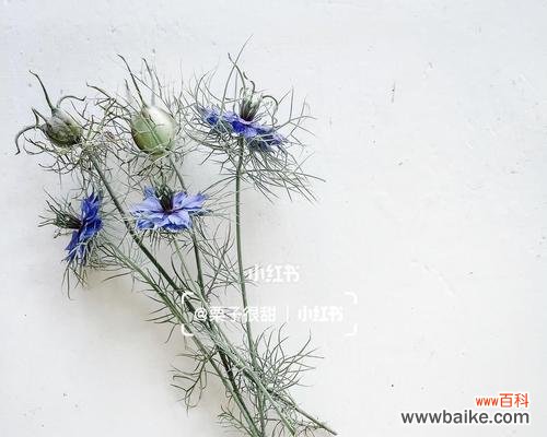 揭开黑种草花语的深意 黑种草的花语