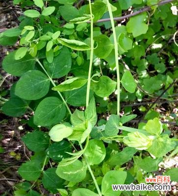 以植物为媒介表达家庭情感的奇妙之旅 植物的亲情之象征