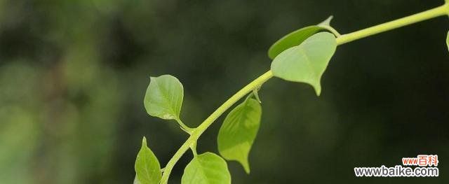 以植物为媒介表达家庭情感的奇妙之旅 植物的亲情之象征