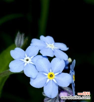 忘情花与人类情感的纠结与追求 以忘情花为主题的花语揭示人们忘记往事的渴望