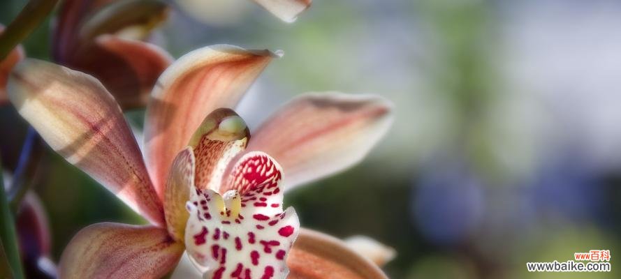 以兰花为主题揭示人生百态中的不同角色与命运 兰花之美