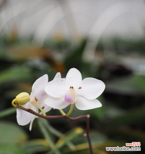 以兰花为主题揭示人生百态中的不同角色与命运 兰花之美