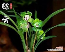 以兰花为主题揭示人生百态中的不同角色与命运 兰花之美