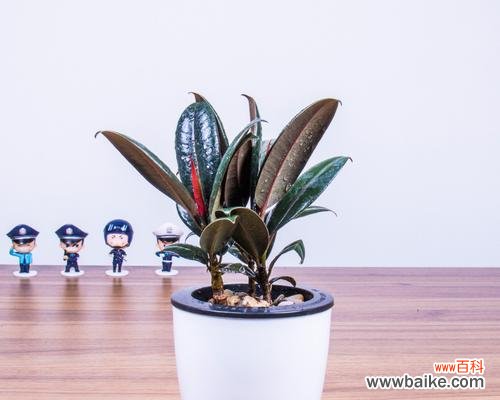 解读橡皮树花语的奥秘 橡皮树之花语