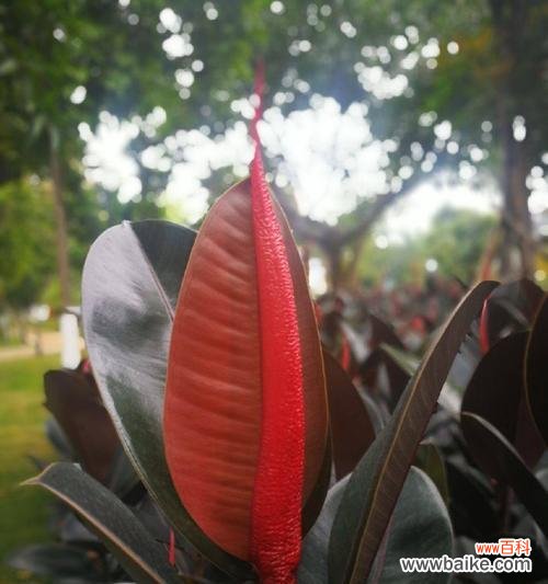 解读橡皮树花语的奥秘 橡皮树之花语