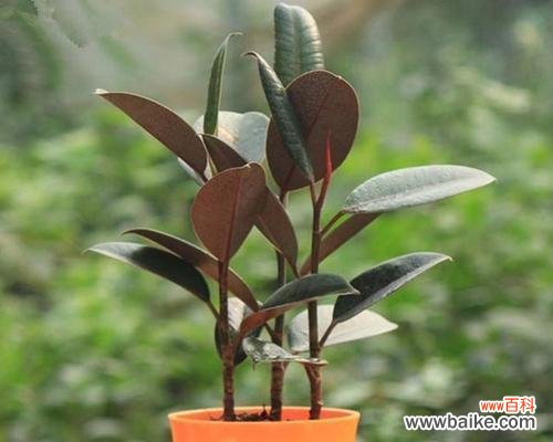 解读橡皮树花语的奥秘 橡皮树之花语