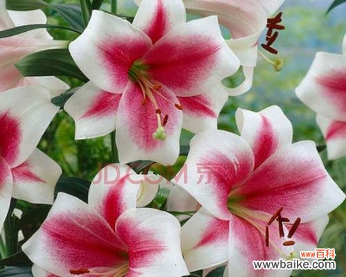 美丽花朵背后的丰富内涵 香水百合的寓意与意义