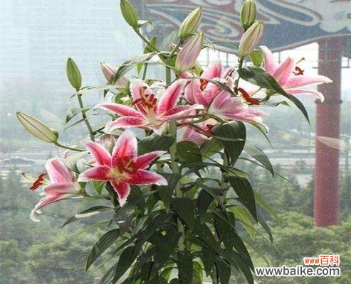 美丽花朵背后的丰富内涵 香水百合的寓意与意义