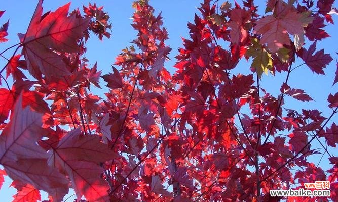 红枫的美丽和意义 红枫花语与寓意