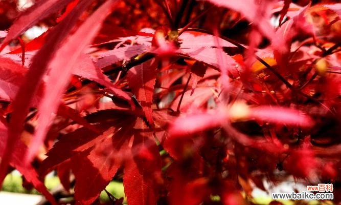 红枫的美丽和意义 红枫花语与寓意