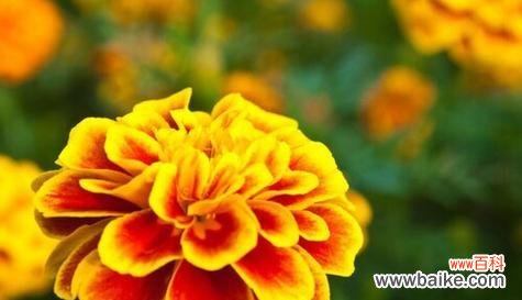 花开花谢的美丽循环与人生哲理 以代表正能量的花为主题的文章