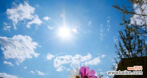 花开花谢的美丽循环与人生哲理 以代表正能量的花为主题的文章