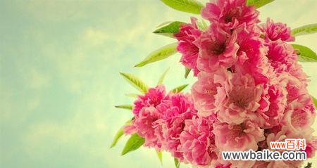 樱花盛开的春天 樱花的花语——美丽、希望与爱