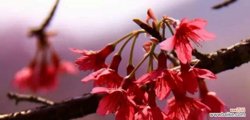 樱花盛开的春天 樱花的花语——美丽、希望与爱